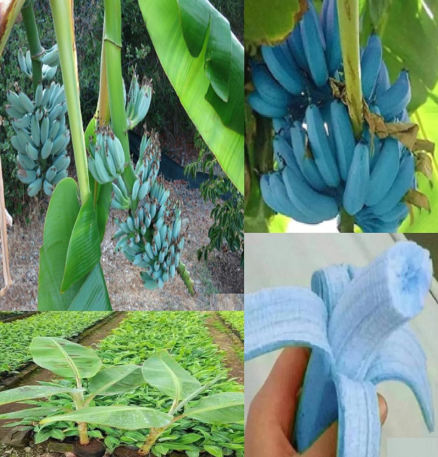 🍌🍦blue java banana seeds🍌🍦ice cream banana🍦hawaiian banana, original variety, very sweet fruit healthy live plant🔥buy 1 get 1 free🔥
