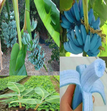 🍌🍦Blue Java Banana Seeds🍌🍦Ice Cream banana🍦Hawaiian banana, Original Variety, Very Sweet Fruit Healthy Live Plant🔥Buy 1 Get 1 Free🔥