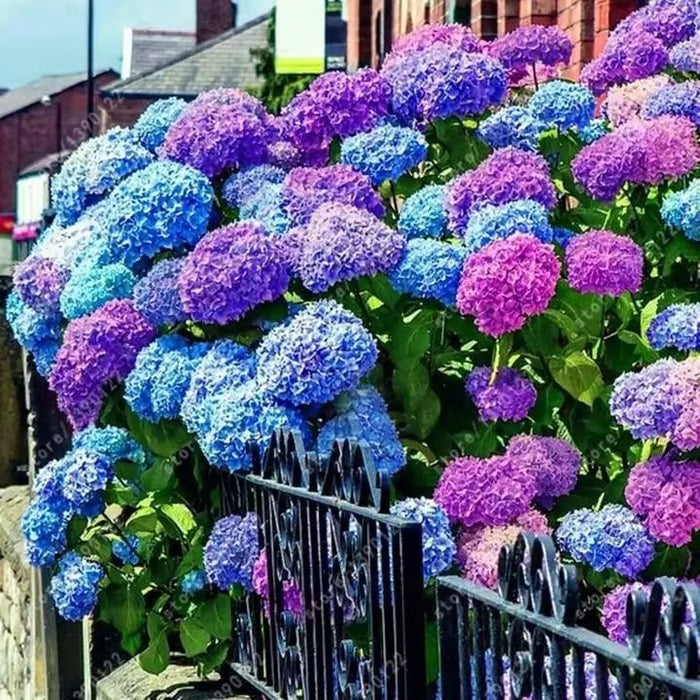 🌈mix hydrangea seeds - beautiful and hardy perennial flowers for your garden🔥buy 1 get 1 free! 🔥🌱🌺