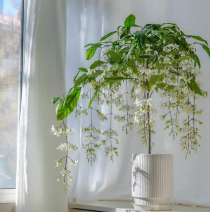 🌸Winter-Friendly Hanging Jasmine Seeds—Dreamy Indoor Flower🌿🌸❄️ BUY 1 GET 1 FREE! ❄️🌸
