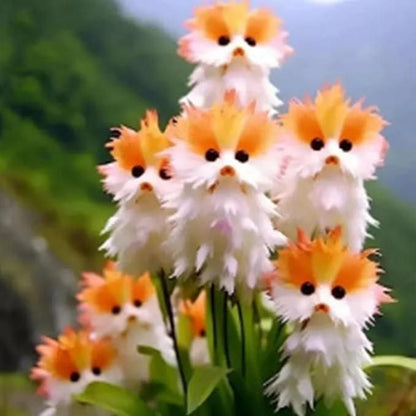 Cat Eye Dazzle Seeds and Free Organic Pot Mix 100 Gram