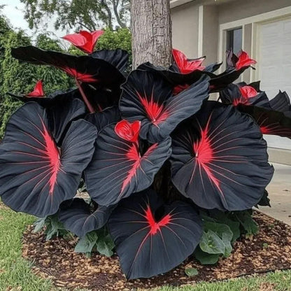 🎁2025 Special Offer🔥🖤Flame Black Red Rare Hosta Flower Seeds🔥BUY 1 GET 1 FREE! 🔥