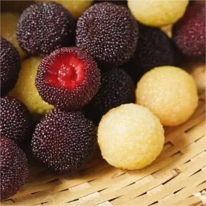 GIANT BAYBERRY SEEDS: PING-PONG BALL SIZE, ⭐STRAWBERRY-CHERRY FUSION FLAVOR | 🔥Buy 1 Get 1 Free🔥