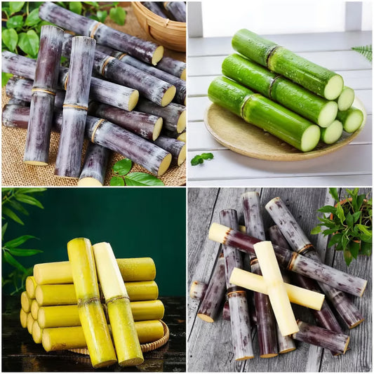 🍃Sweet Harvest Starter Kit 🍃🌱Grow Your Own Sugarcane – High 400 Pills Sugar Cane Seeds ✨ for Easy Home Gardens 🌿! Buy 1 Get 1 Free🌱