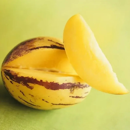 🌿✨Ginseng fruit seeds: Discover the power of nature in your garden! 🔥Free 100 grams Organic Pot mix🔥