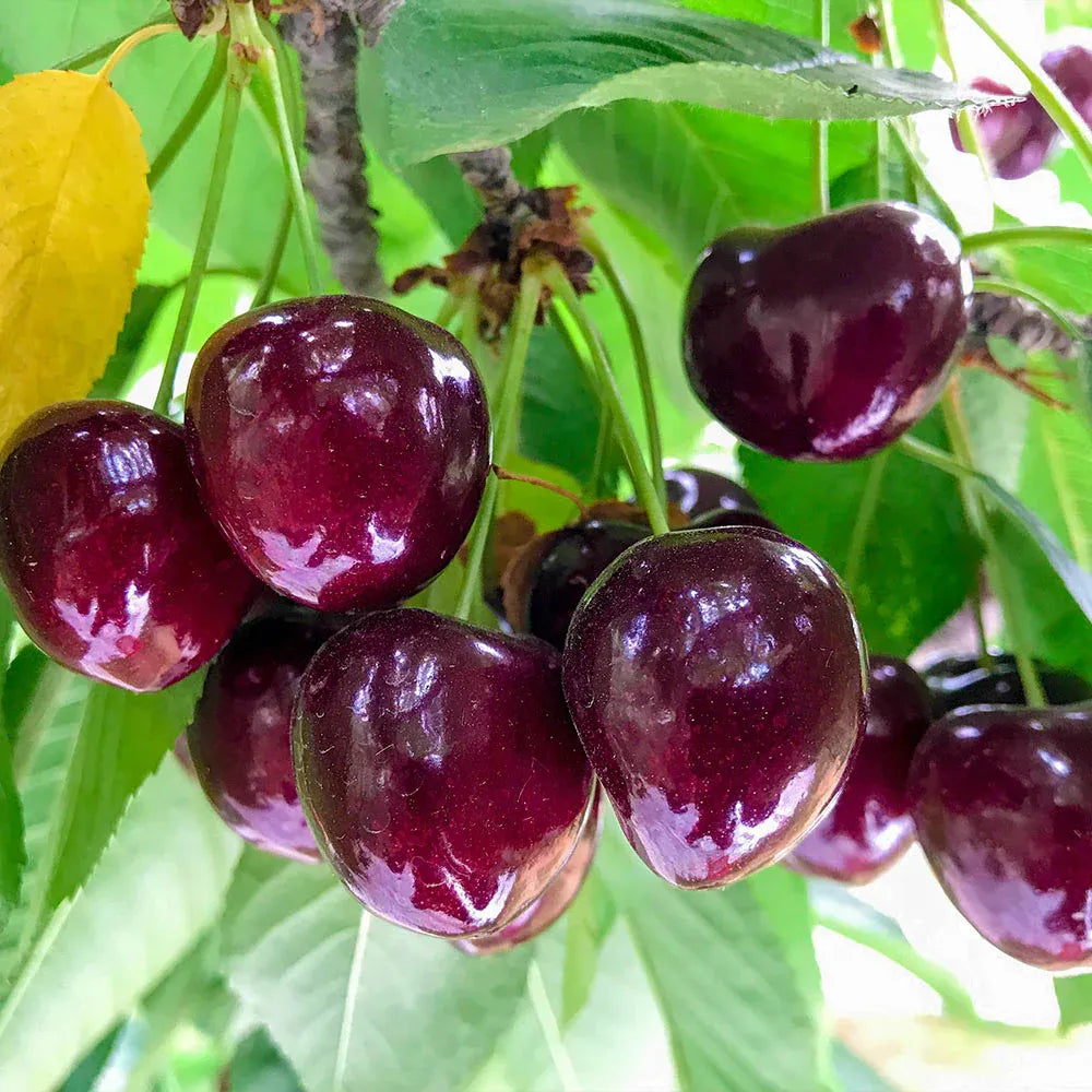 ✨top grade & productive – chilean cherry seeds direct from origin🌱🔥buy 1 get 1 free! 🔥🌱