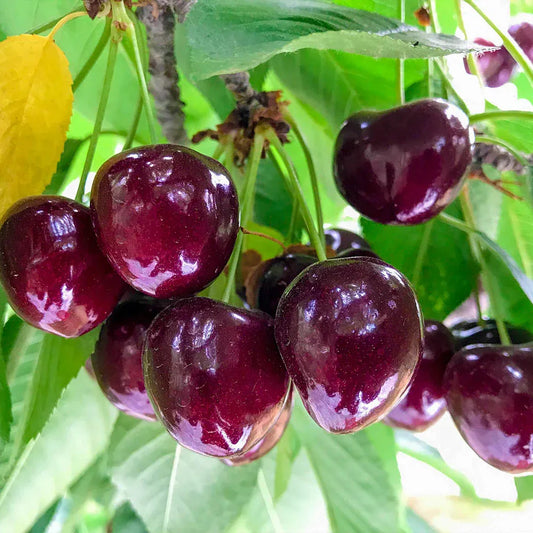 ✨Top Grade & Productive – Chilean Cherry Seeds Direct from Origin🌱🔥BUY 1 GET 1 FREE! 🔥🌱