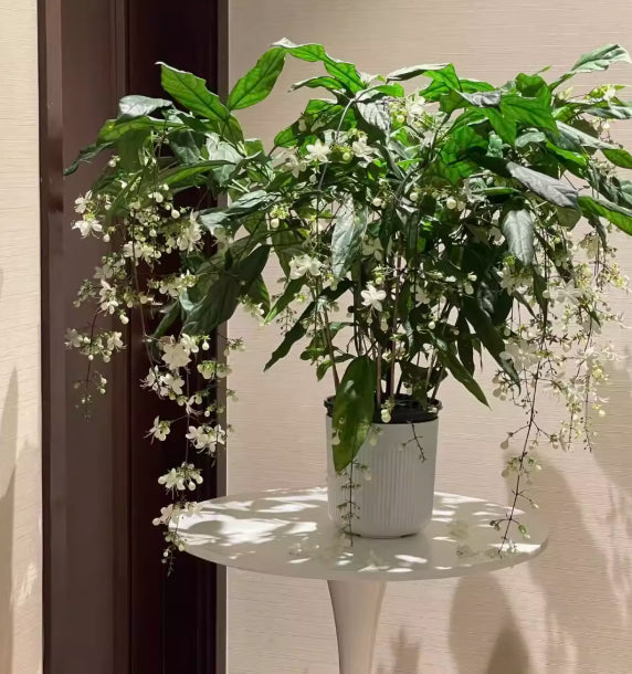 🌸winter-friendly hanging jasmine seeds—dreamy indoor flower🌿🌸❄️ buy 1 get 1 free! ❄️🌸