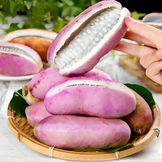 🌿Chocolate Vine Plant Seeds, Akebia Quinata Seeds, Akebia Plant for Outdoor Garden | 🔥Buy 1 Get 1 Free🔥