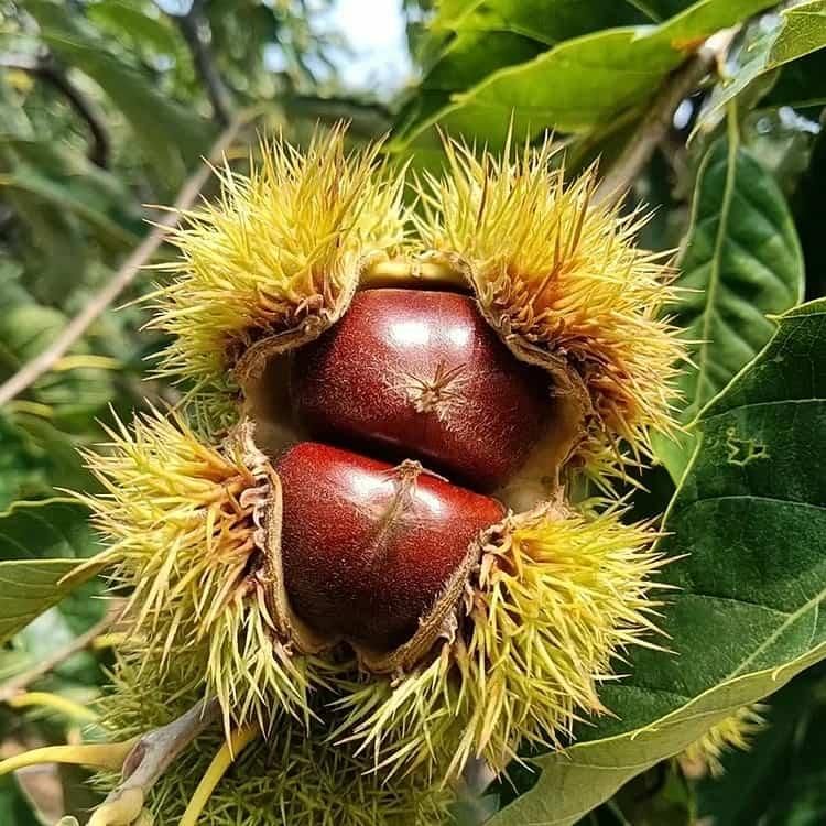 🌰 dwarf chestnut seeds – sweet and fragrant nuts | 🔥buy 1 get 1 free🔥