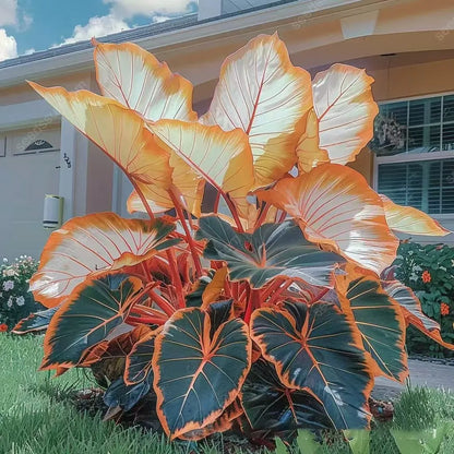 🎁2025 Special Offer🔥🖤Flame Black Red Rare Hosta Flower Seeds🔥BUY 1 GET 1 FREE! 🔥