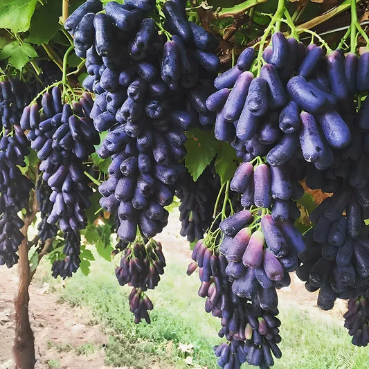 ✨Last Day 50% OFF 🍇 High-Quaility Sapphire Grapes Seeds🍇✨ 98% Germination（High Yield）🔥 BUY 1 GET 1 FREE! 🔥