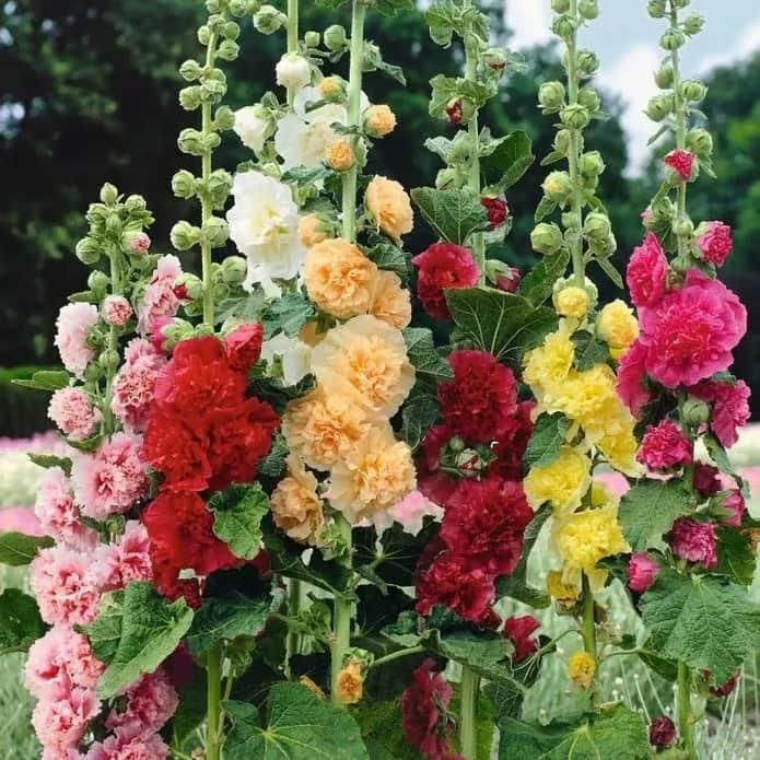 🌺double hollyhock seeds – fall & winter planting, perennial blooms & stunning garden elegance 🍂