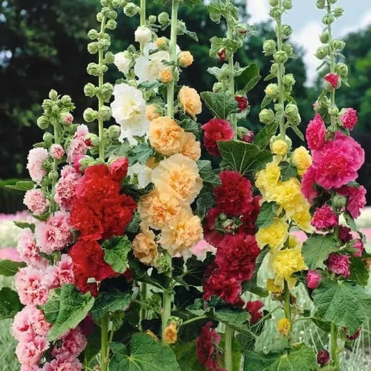 🌺Double Hollyhock Seeds – Fall & Winter Planting, Perennial Blooms & Stunning Garden Elegance 🍂