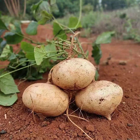 MUMA MOUNTAIN SWEET POTATO SEEDS | 🔥Buy 1 Get 1 Free🔥