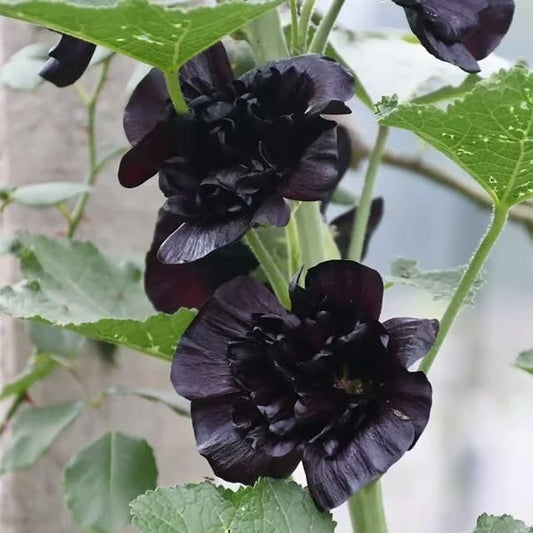 🌺Double Hollyhock Seeds – Fall & Winter Planting, Perennial Blooms & Stunning Garden Elegance 🍂