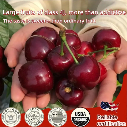 ✨Top Grade & Productive – Chilean Cherry Seeds Direct from Origin🌱🔥BUY 1 GET 1 FREE! 🔥🌱