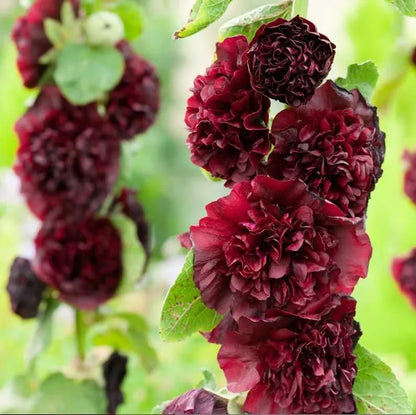 🌺Double Hollyhock Seeds – Fall & Winter Planting, Perennial Blooms & Stunning Garden Elegance 🍂