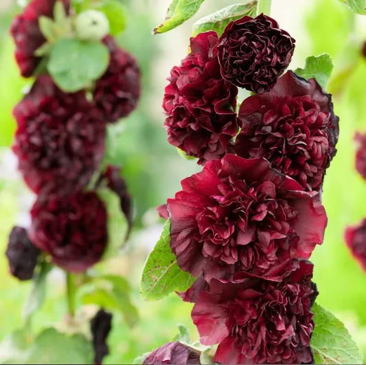 🌺Double Hollyhock Seeds – Fall & Winter Planting, Perennial Blooms & Stunning Garden Elegance 🍂