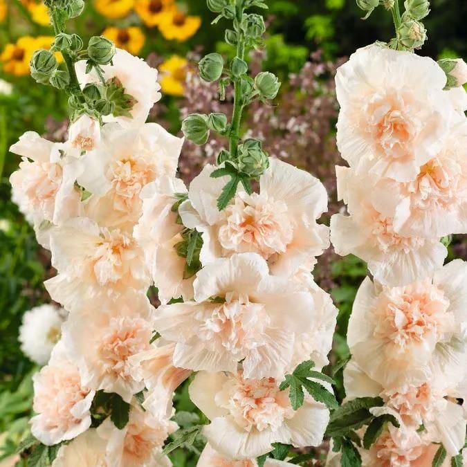 🌺double hollyhock seeds – fall & winter planting, perennial blooms & stunning garden elegance 🍂