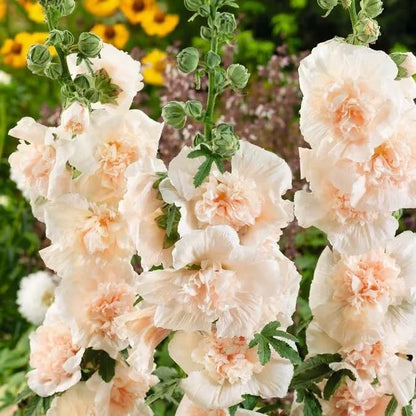🌺Double Hollyhock Seeds – Fall & Winter Planting, Perennial Blooms & Stunning Garden Elegance 🍂