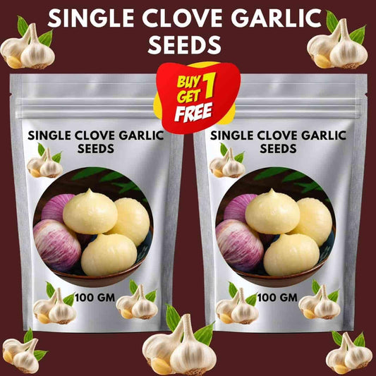 ✨🌐Single Clove Garlic: Bold Flavor, Healthy Choice!🌐 🔥BUY 1 GET 1 FREE! 🔥