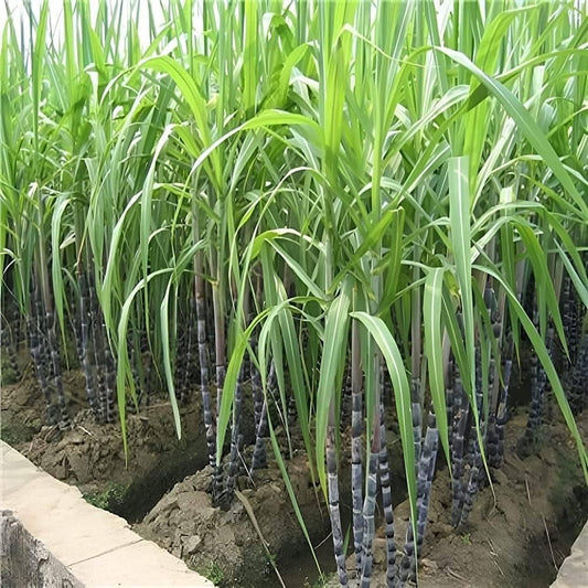 🍃Sweet Harvest Starter Kit 🍃🌱Grow Your Own Sugarcane – High 400 Pills Sugar Cane Seeds ✨ for Easy Home Gardens 🌿! Buy 1 Get 1 Free🌱