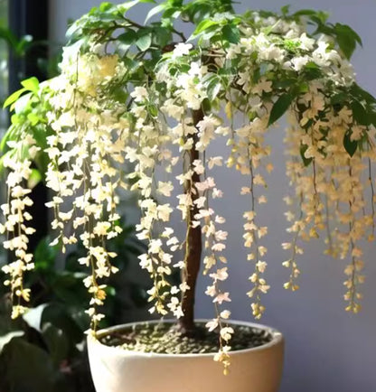 🌸Winter-Friendly Hanging Jasmine Seeds—Dreamy Indoor Flower🌿🌸❄️ BUY 1 GET 1 FREE! ❄️🌸