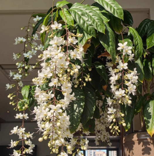 🌸winter-friendly hanging jasmine seeds—dreamy indoor flower🌿🌸❄️ buy 1 get 1 free! ❄️🌸