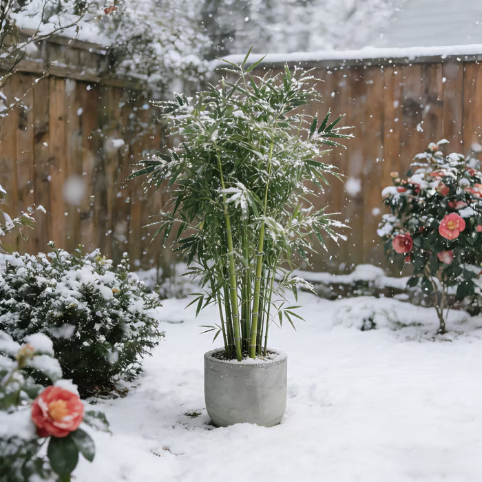 🏆evergreen lucky bamboo seeds | 🔥buy 1 get 1 free🔥