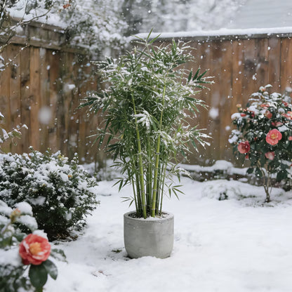 🏆Evergreen Lucky Bamboo Seeds | 🔥Buy 1 Get 1 Free🔥