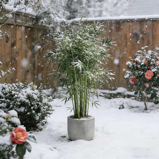 🏆Evergreen Lucky Bamboo Seeds | 🔥Buy 1 Get 1 Free🔥