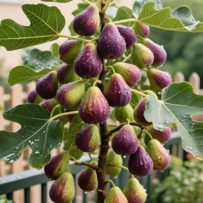 🏆 New Harvest🌿Brown Turkey Fig Seeds –High Yield & Easy to Grow (Container Friendly & 99% Germination)🌱BUY 1 GET 1 FREE! 🌱