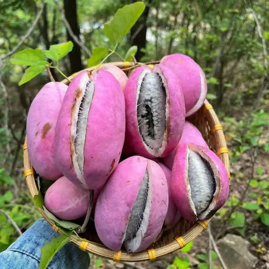 🌿Chocolate Vine Plant Seeds, Akebia Quinata Seeds, Akebia Plant for Outdoor Garden | 🔥Buy 1 Get 1 Free🔥