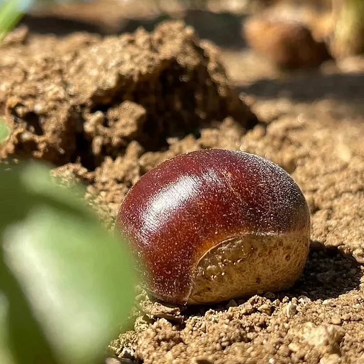 🌰 dwarf chestnut seeds – sweet and fragrant nuts | 🔥buy 1 get 1 free🔥