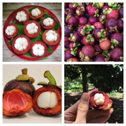 ✨Mangosteen Seeds – High yield, sweet and juicy flesh! ✨🔥Buy 1 Get 1 Free🔥
