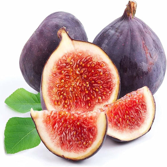 🏆 New Harvest🌿Brown Turkey Fig Seeds –High Yield & Easy to Grow (Container Friendly & 99% Germination)🌱BUY 1 GET 1 FREE! 🌱