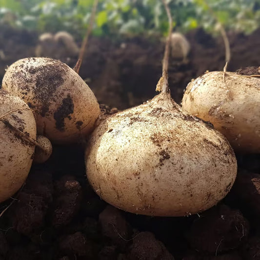 MUMA MOUNTAIN SWEET POTATO SEEDS | 🔥Buy 1 Get 1 Free🔥