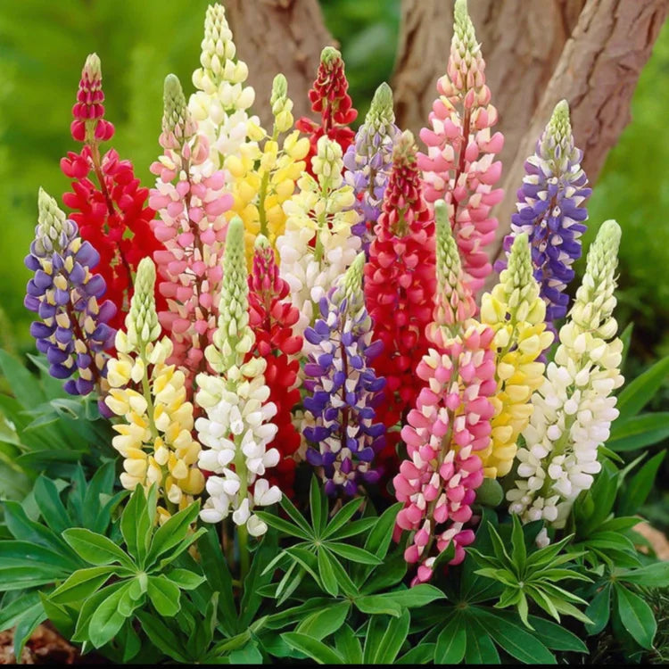 🔥last day 49% off💝🌸🌸premium lupine flower seeds（high yield）100 grams organic pot mix free🌸🌸💝