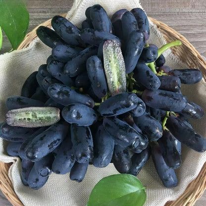 ✨Last Day 50% OFF 🍇 High-Quaility Sapphire Grapes Seeds🍇✨ 98% Germination（High Yield）🔥 BUY 1 GET 1 FREE! 🔥