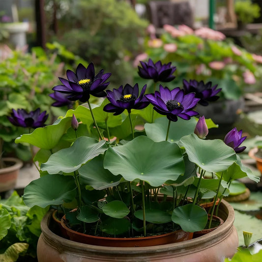 💮Midnight Purple Lotus Seeds🔥Buy 1 Get 1 Free🔥