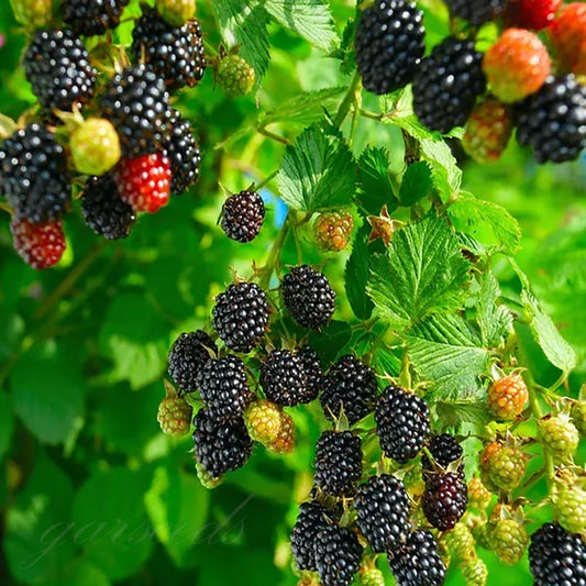 🍇Sweet Blackberry Seeds- a delicious and convenient new choice🍇🔥Buy 1 Get 1 Free🔥