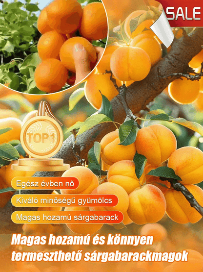 🎁Last Day Promotion 49% OFF🔥🌱High Yielding, Easy-to-Vitalize Apricot Tree Seeds 🌱🔥BUY 1 GET 1 FREE! 🔥