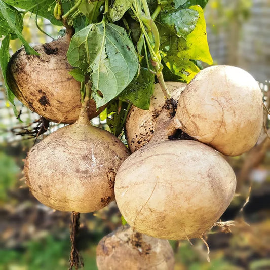 MUMA MOUNTAIN SWEET POTATO SEEDS | 🔥Buy 1 Get 1 Free🔥