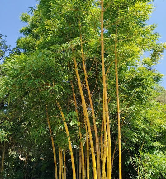 🏆Evergreen Lucky Bamboo Seeds | 🔥Buy 1 Get 1 Free🔥