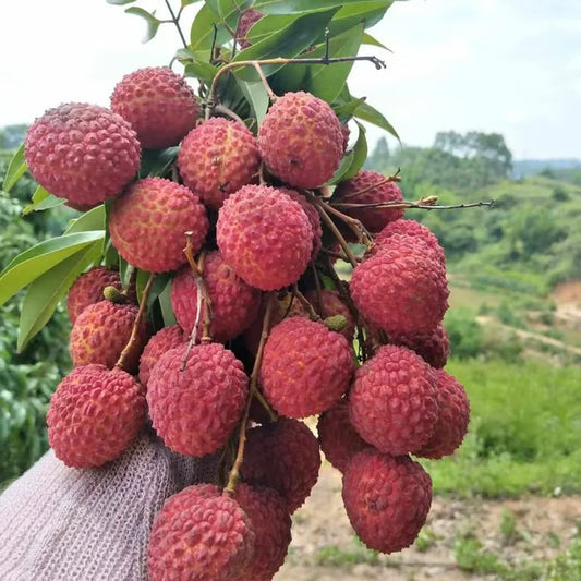 100% Pure & High Yield✨High quality Seedless Lychee Seeds😋🔥Buy 1 Get 1 Free🔥