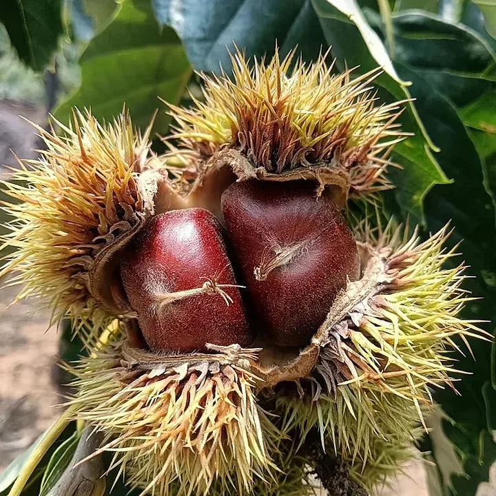 🌰 dwarf chestnut seeds – sweet and fragrant nuts | 🔥buy 1 get 1 free🔥