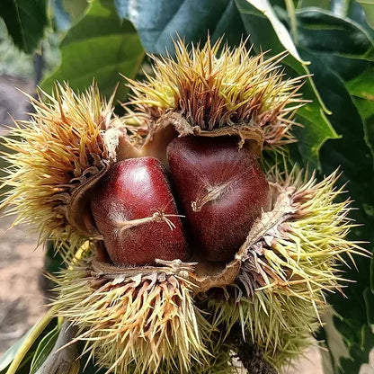 🌰 Dwarf Chestnut Seeds – Sweet and Fragrant Nuts | 🔥Buy 1 Get 1 Free🔥