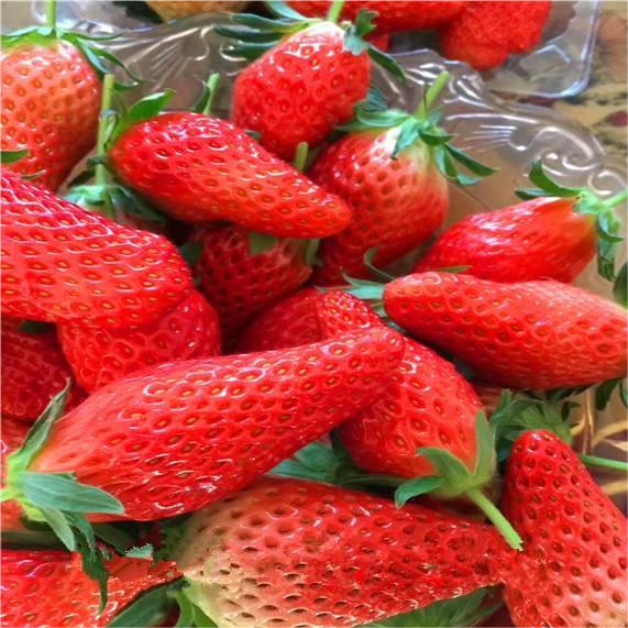 🍌🍓 banana-strawberry seeds – the sweet tropical flavor in your garden 🌿🌟 free organic pot mix 100 grams