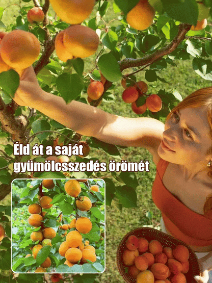 🎁Last Day Promotion 49% OFF🔥🌱High Yielding, Easy-to-Vitalize Apricot Tree Seeds 🌱🔥BUY 1 GET 1 FREE! 🔥